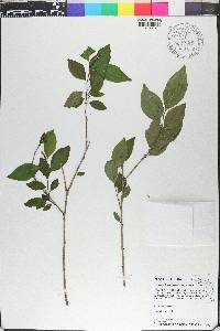 Ditrysinia fruticosa image