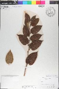 Trema micrantha image