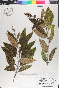Miconia coniophora image