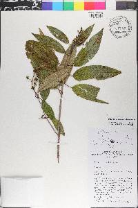 Miconia coniophora image