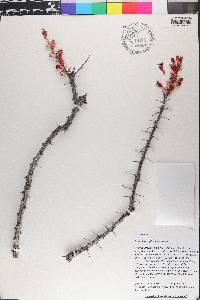 Fouquieria splendens image
