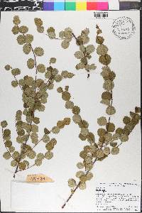 Betula nana image