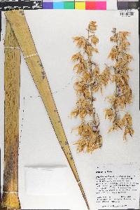 Yucca torreyi image