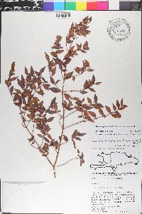 Miconia portoricensis image
