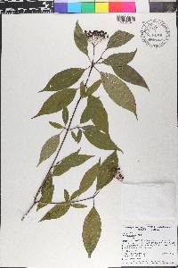 Cornus foemina image