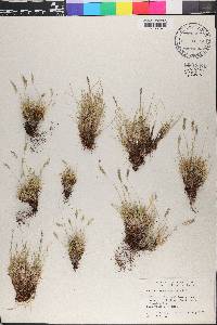 Festuca brachyphylla image
