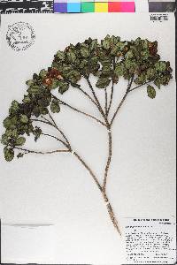 Meriania involucrata image