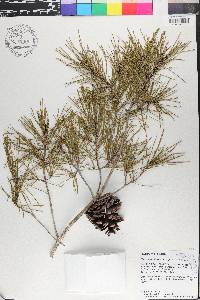 Pinus clausa image