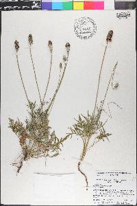 Ratibida columnifera image