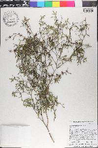 Zanthoxylum nashii image
