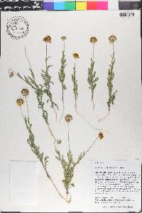 Gaillardia coahuilensis image