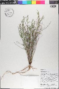 Tragia ramosa image