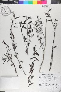 Agalinis scarlatina image
