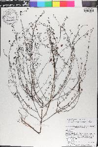 Agalinis divaricata image