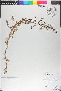 Nasturtium aquaticum image