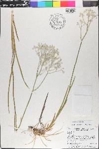 Lophiola aurea image