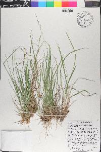 Dichanthelium depauperatum image