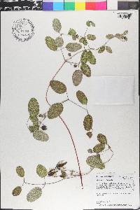 Clematis reticulata image