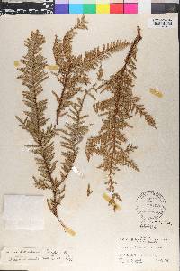 Libocedrus plumosa image