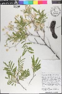 Acacia berlandieri image