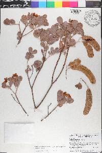 Senna artemisioides image