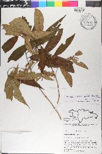 Miconia capillaris image