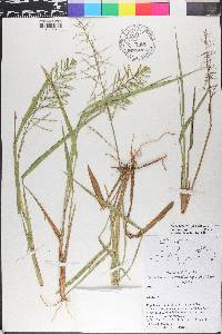 Panicum pilosum image
