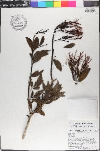 Psittacanthus mayanus image