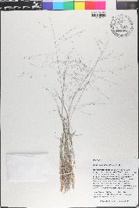 Digitaria pubiflora image