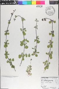 Phyla nodiflora image