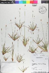 Xyris brevifolia image