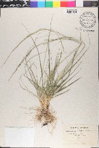 Sporobolus poiretii image