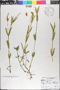 Justicia angusta image