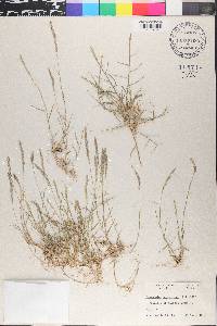 Sporobolus virginicus image