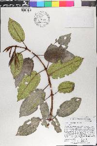 Miconia adenocalyx image