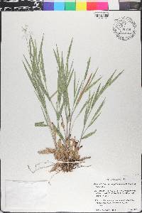Dichanthelium consanguineum image