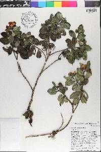 Meriania involucrata image