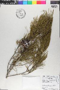 Pinus clausa image