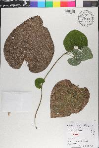 Isotrema tomentosa image