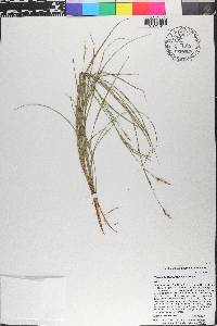Morella picardae image