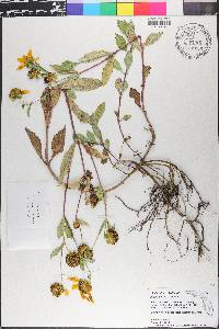 Bidens laevis image