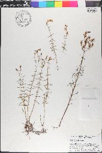 Rhexia parviflora image