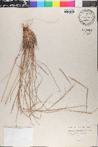 Schizachyrium sanguineum image