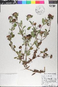 Centratherum punctatum image