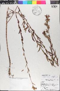 Ludwigia virgata image