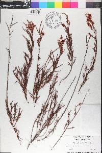 Polygonella fimbriata image