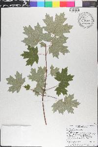 Acer barbatum image