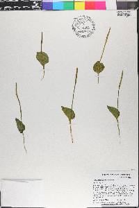 Ophioglossum reticulatum image