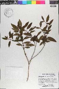 Miconia scalpta image