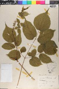 Aralia racemosa image